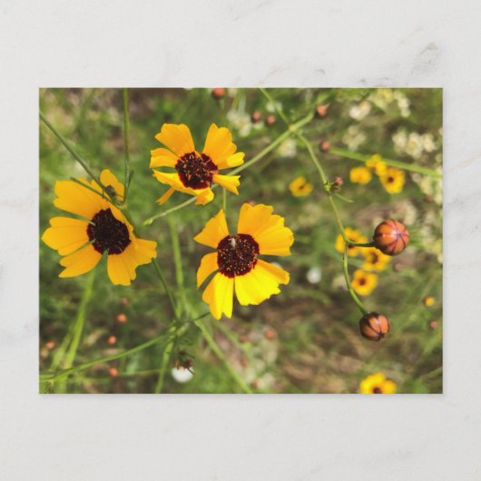 Sonnenblumen Postkarte (Vorderseite)