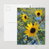 Sonnenblumen Postkarte (Vorne/Hinten)
