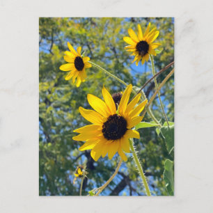 Sonnenblumen Postkarte