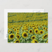 Sonnenblumen Postkarte (Vorne/Hinten)