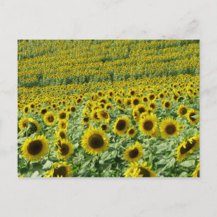 Sonnenblumen Postkarte