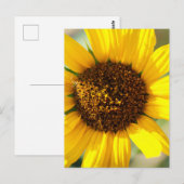 Sonnenblumen postkarte (Vorne/Hinten)