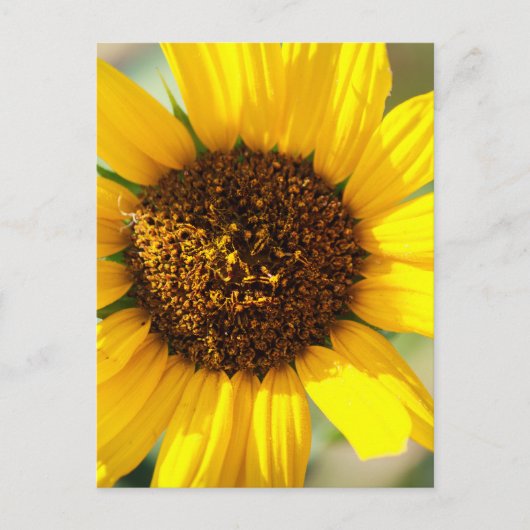 Sonnenblumen postkarte (Vorderseite)
