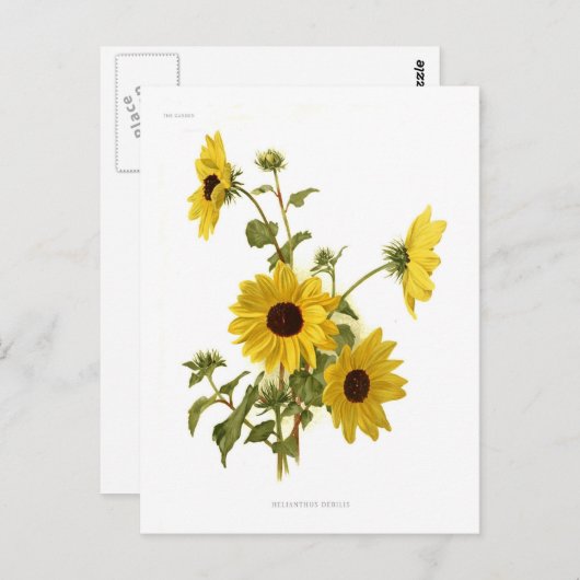 Sonnenblumen Postkarte (Vorne/Hinten)