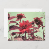Sonnenblumen Postkarte (Vorne/Hinten)