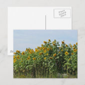 Sonnenblumen Postkarte (Vorne/Hinten)