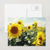 Sonnenblumen Postkarte (Vorne/Hinten)