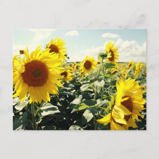 Sonnenblumen Postkarte (Vorderseite)
