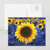 Sonnenblumen Postkarte (Vorne/Hinten)