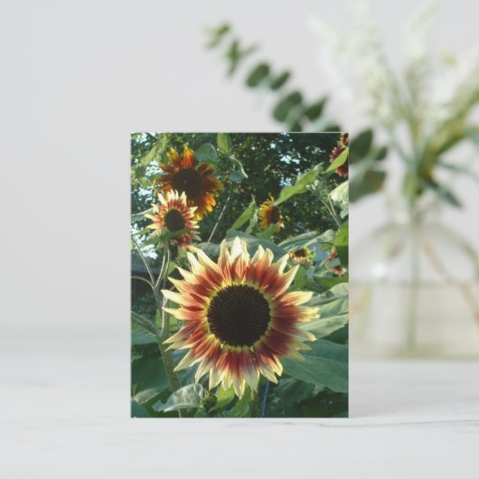 Sonnenblumen Postkarte (Stehend Vorderseite)