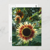 Sonnenblumen Postkarte (Vorne/Hinten)