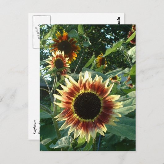 Sonnenblumen Postkarte (Vorne/Hinten)