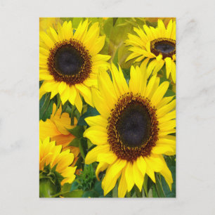 Sonnenblumen Postkarte