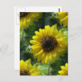 Sonnenblumen Postkarte (Vorne/Hinten)