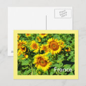 Sonnenblumen Postkarte (Vorne/Hinten)