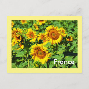 Sonnenblumen Postkarte