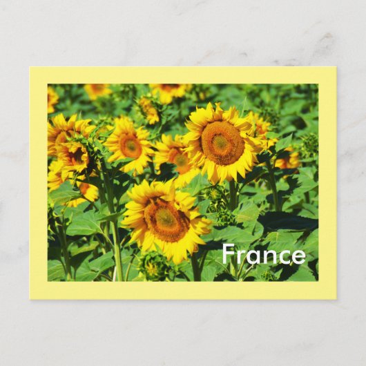 Sonnenblumen Postkarte (Vorderseite)