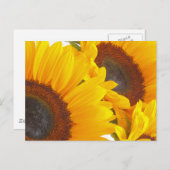 Sonnenblumen Postkarte (Vorne/Hinten)