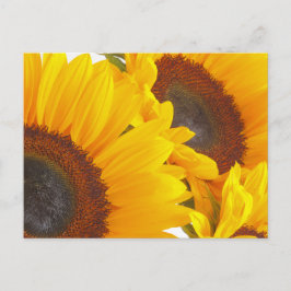 Sonnenblumen Postkarte