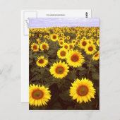 Sonnenblumen Postkarte (Vorne/Hinten)