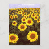Sonnenblumen Postkarte (Vorderseite)