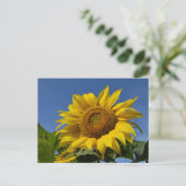 Sonnenblumen Postkarte (Stehend Vorderseite)