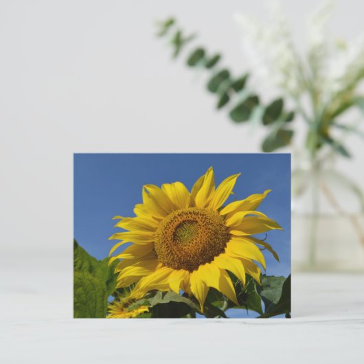 Sonnenblumen Postkarte (Stehend Vorderseite)