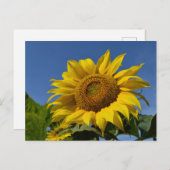 Sonnenblumen Postkarte (Vorne/Hinten)