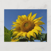 Sonnenblumen Postkarte (Vorderseite)