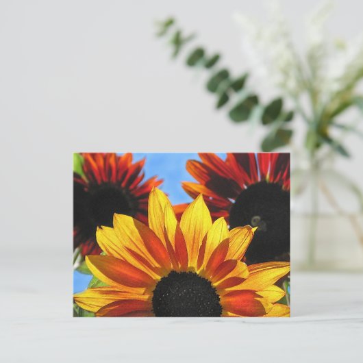 Sonnenblumen Postkarte (Stehend Vorderseite)
