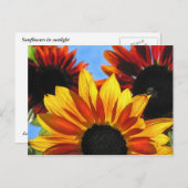Sonnenblumen Postkarte (Vorne/Hinten)