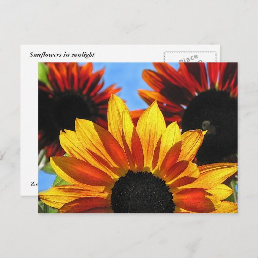 Sonnenblumen Postkarte (Vorne/Hinten)