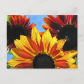 Sonnenblumen Postkarte (Vorderseite)