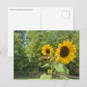 Sonnenblumen Postkarte (Vorne/Hinten)
