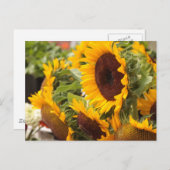 Sonnenblumen Postkarte (Vorne/Hinten)