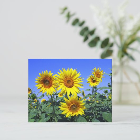 Sonnenblumen Postkarte (Stehend Vorderseite)