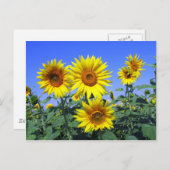 Sonnenblumen Postkarte (Vorne/Hinten)