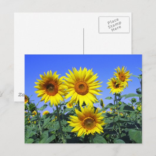 Sonnenblumen Postkarte (Vorne/Hinten)