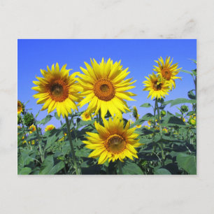 Sonnenblumen Postkarte