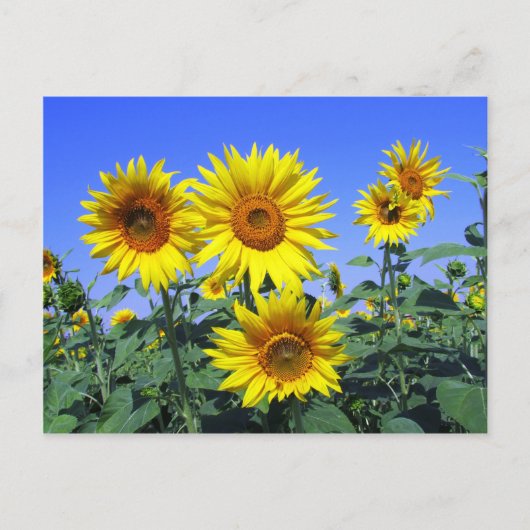 Sonnenblumen Postkarte (Vorderseite)