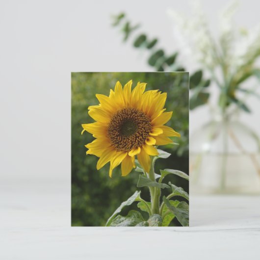 Sonnenblumen Postkarte (Stehend Vorderseite)