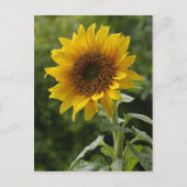 Sonnenblumen Postkarte (Vorderseite)