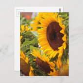 Sonnenblumen! Postkarte (Vorne/Hinten)