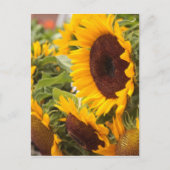 Sonnenblumen! Postkarte (Vorderseite)