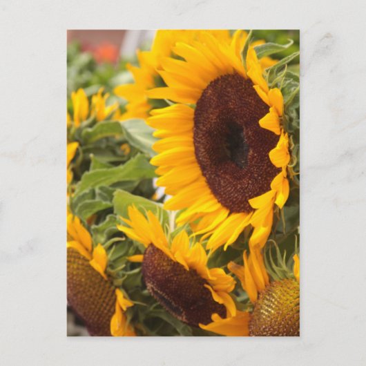 Sonnenblumen! Postkarte (Vorderseite)