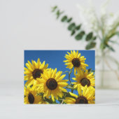 Sonnenblumen Postkarte (Stehend Vorderseite)