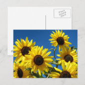 Sonnenblumen Postkarte (Vorne/Hinten)