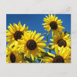 Sonnenblumen Postkarte