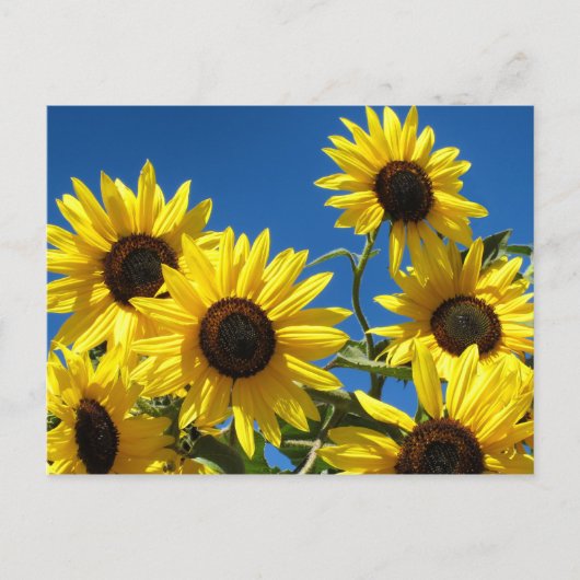 Sonnenblumen Postkarte (Vorderseite)