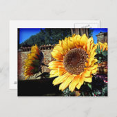 Sonnenblumen Postkarte (Vorne/Hinten)